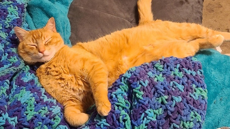 An orange cat finds a new home during winter storm, and is sleeping cozily on a knitted blanket.