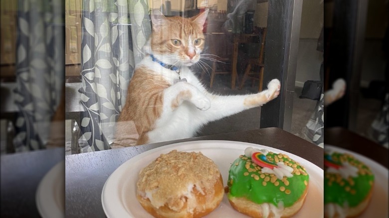 An orange cat stares hungrily at donuts from a window.