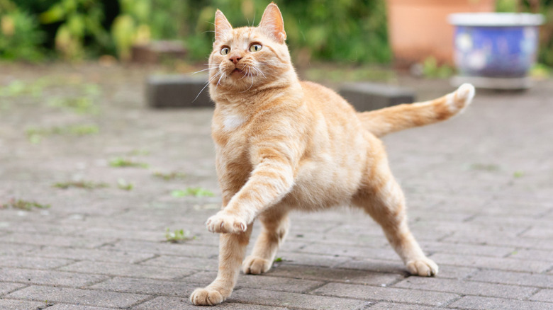 Orange cat taking a big step forward