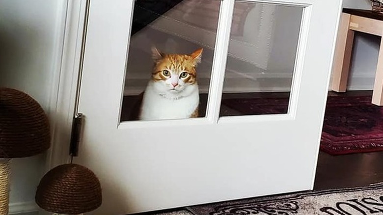 An orange cat is staring through a glass pane in one half of a set of French doors.