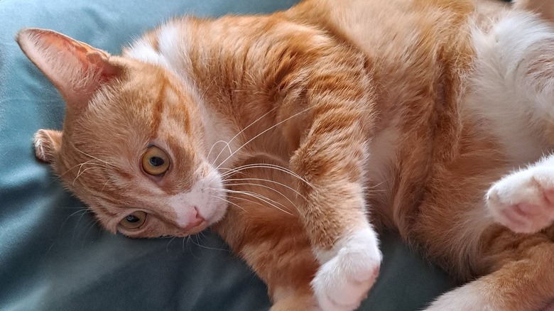 An orange cat with big expressive eyes is in a funny position.