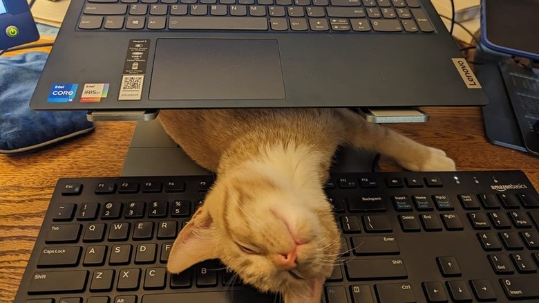 An orange cat sleeps under a laptop, with their head resting on a keyboard.