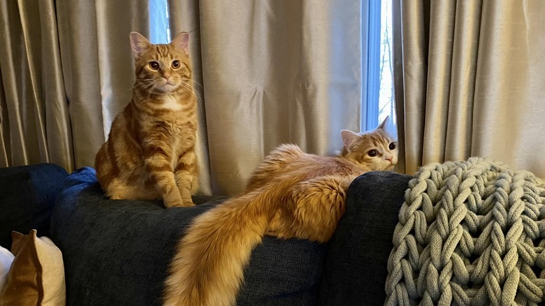 Two orange cats take a break from running around by sitting on a couch.