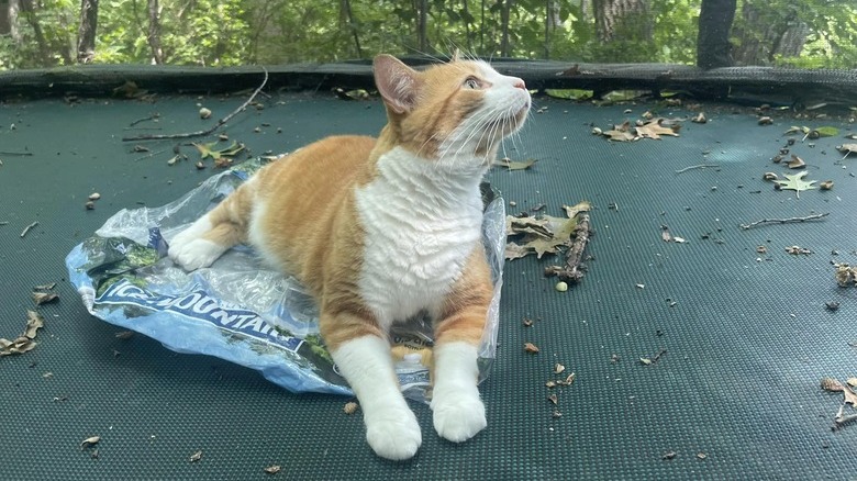 An orange cat is sitting on a plastic bag on a trampoline, and looking up.