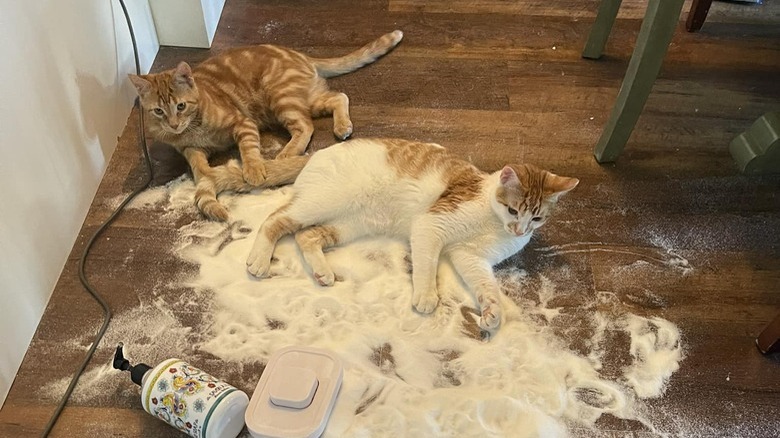 Two orange cats spill and play with a bag of sugar on a hardwood floor.