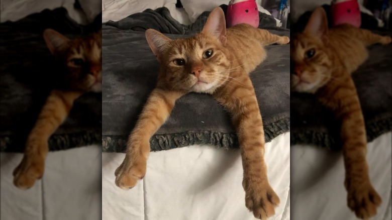 An orange cat has their long arms draped over the foot of a bed.