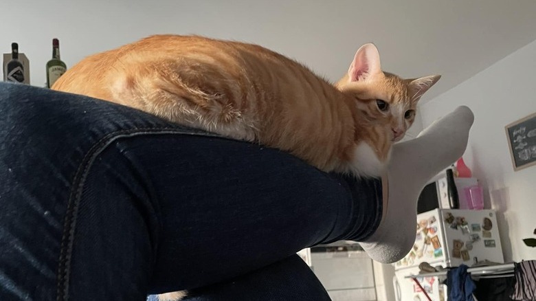 An orange cat is loafing on a woman's crossed leg, which is extened straight out.
