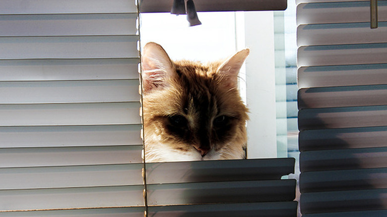 An orange cat looks through the opening of a set of window blinds.