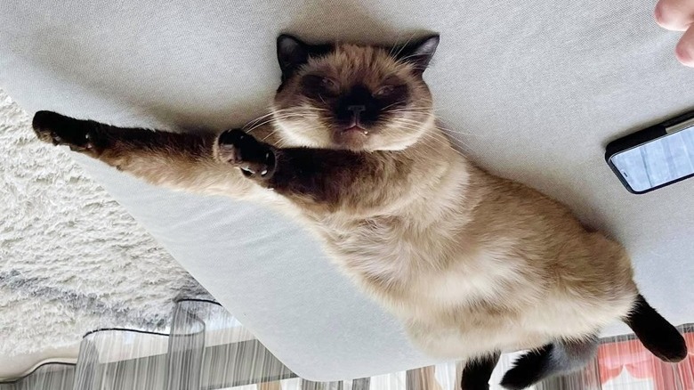 cat dreams about flying