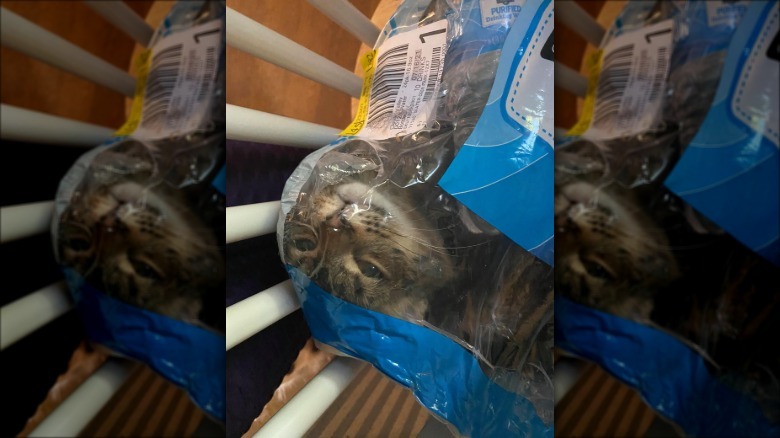 cat crawls into plastic packaging