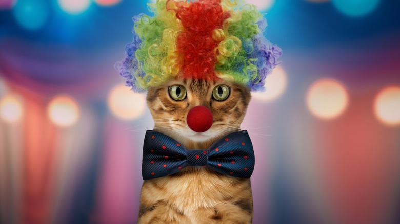 Cat dressed like a clown