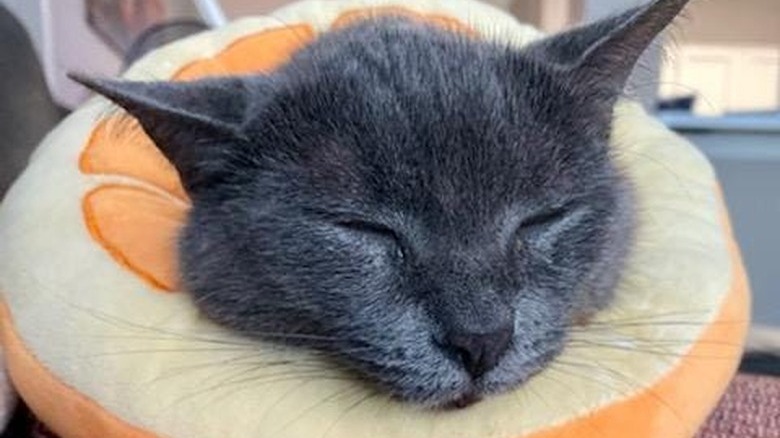 cat in orange neck cone