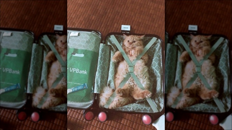 cat packed in suitcase