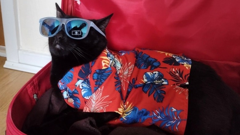 cat is ready for weekend