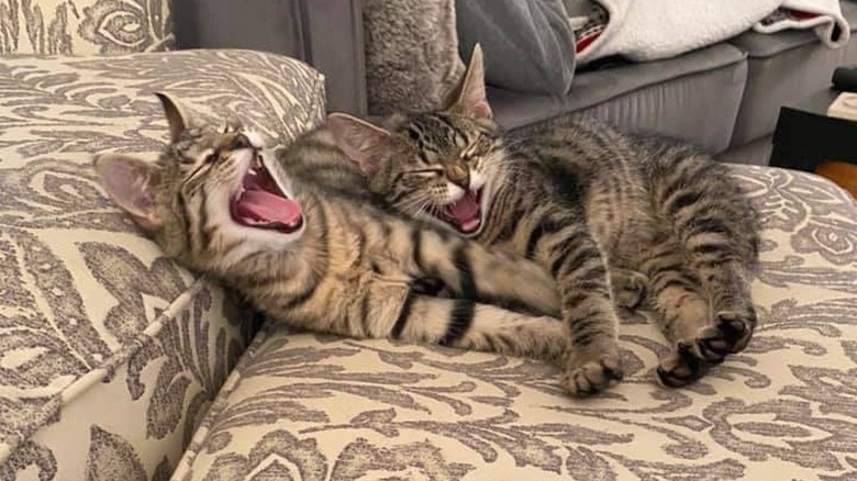 cats yawn at same time