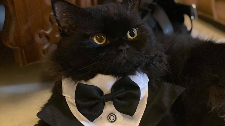 cat in tuxedo