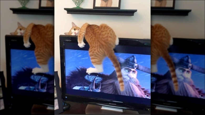 cat sleeping twisted on television
