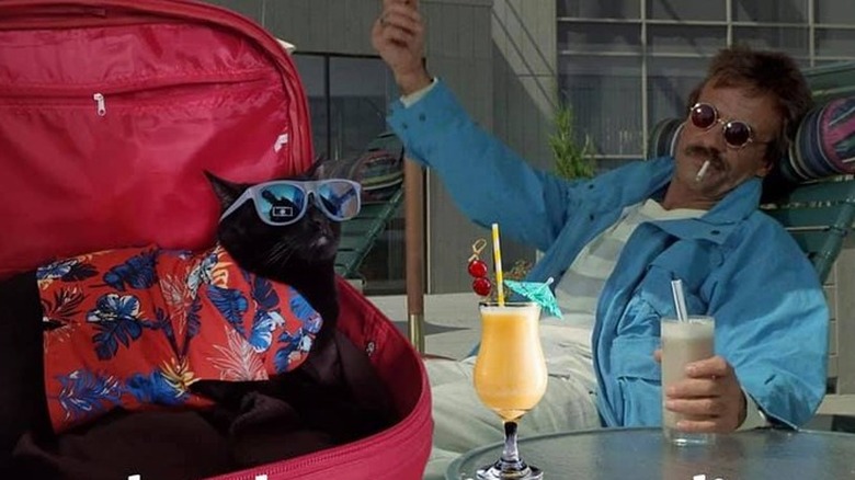 cat in floral shirt and sunglasses