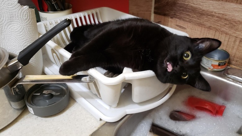 Black cat, sticking their tongue out, lying sideways inside a dish drying rack on a kitchen counter next to a sink full of soapy water.
