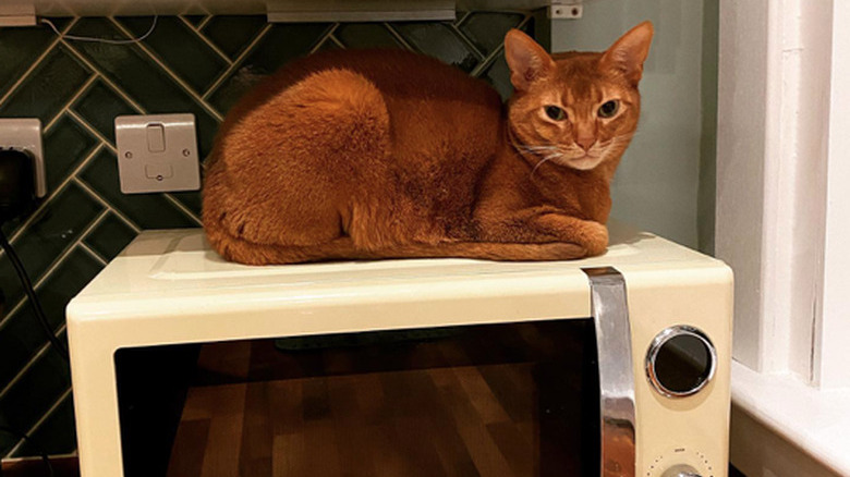 A cat with a grumpy expression lays on top of a toaster oven looking at the camera.