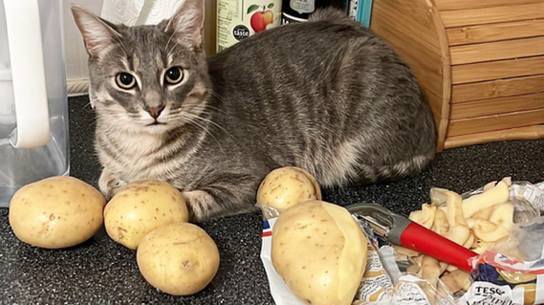 Cat laying on a kitchen counter, surrounded by potatoes.