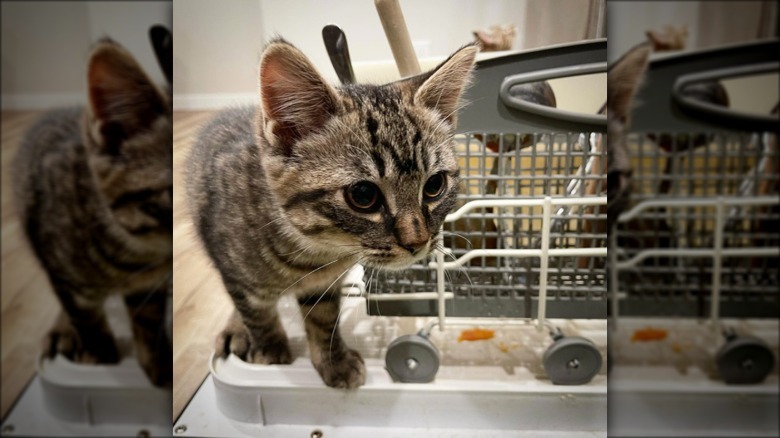 Small cat is perched on the edge of an open dishwasher door.