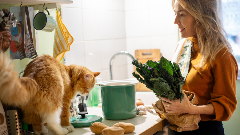 Cat looks at potatoes on kitchen counter while owner un-bags groceries