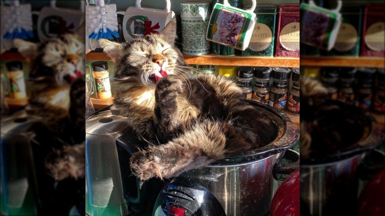 A fluffy cat lays inside the crock pot grooming their paws.