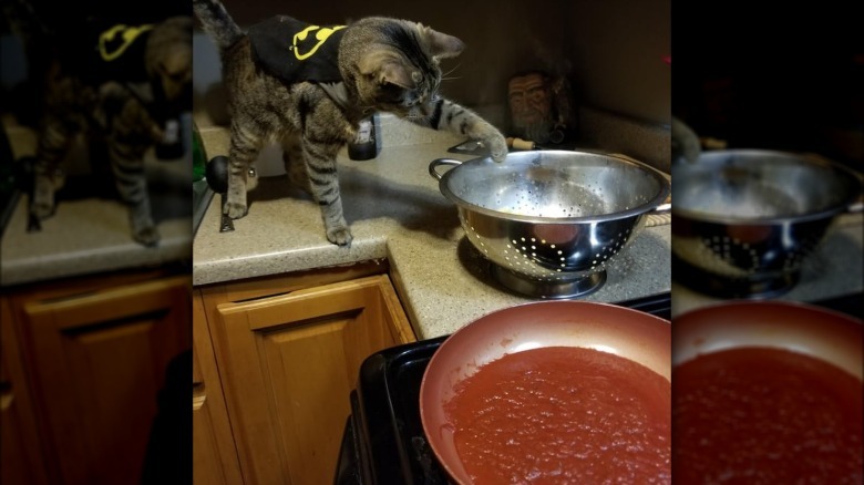 Cat wearing a tiny apron with a Batman logo on it reaching one paw into an empty strainer.