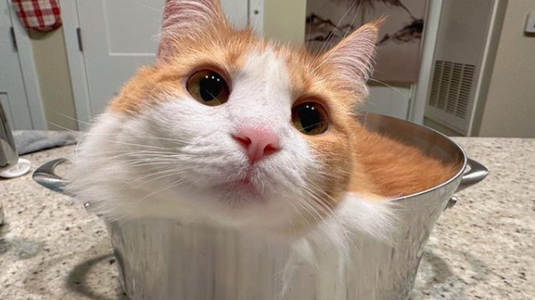 Cat laying inside a large cooking pot on a kitchen counter.