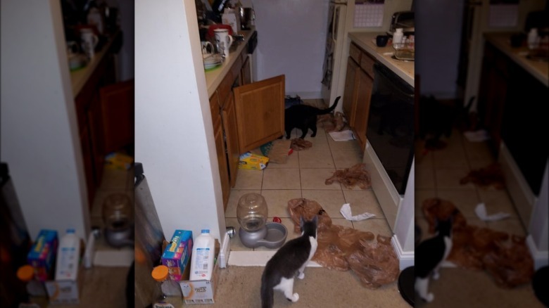 Two cats are in a mess of plastic bags and boxes next to a cabinet they clearly opened and played in.