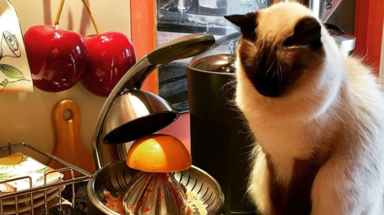 Fluffy cat sitting on a counter, supervising an orange juicer being used to make juice.