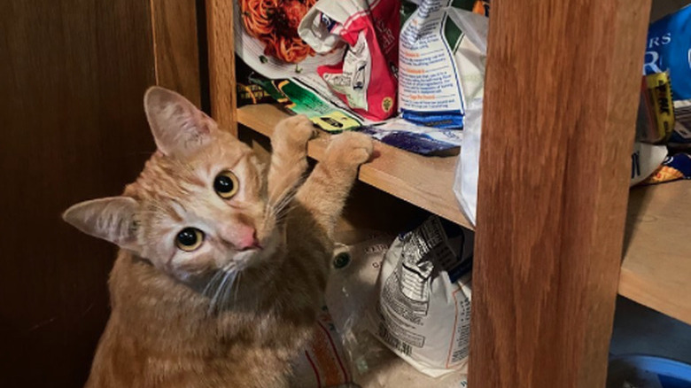 A cat is standing in front of a cupboard and resting their front paws on one of the shelves.