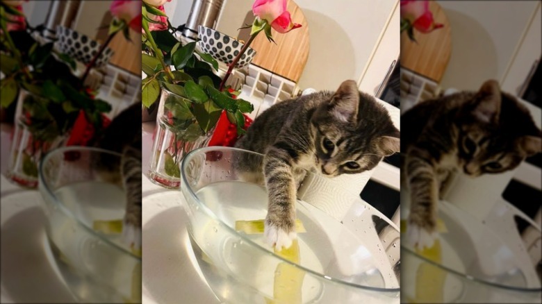 Glass mixing bowl containing two sticks of butter, a kitten is reaching one paw into the bowl and touching a stick of butter.