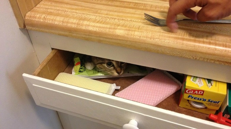 Kitchen drawer slightly opened and a cat's little face is peeking out.