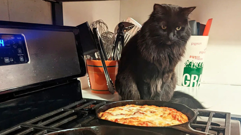 Stove with two skillet pizzas sitting on the burners and a fluffy cat sitting on the counter and staring.