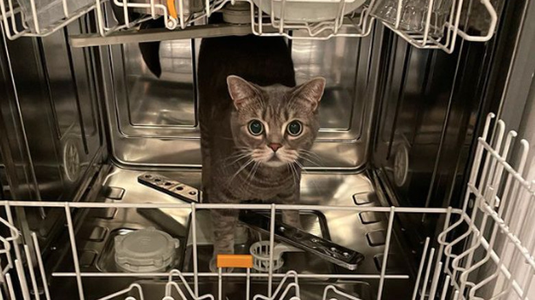 Inside of an open dishwasher a small cat with large eyes stands on the bottom rack.