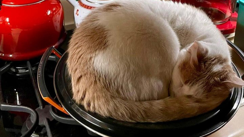 A cat is curled up asleep on a large circular baking dish.