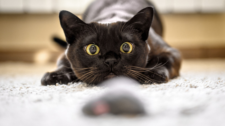 Cat ready to pounce