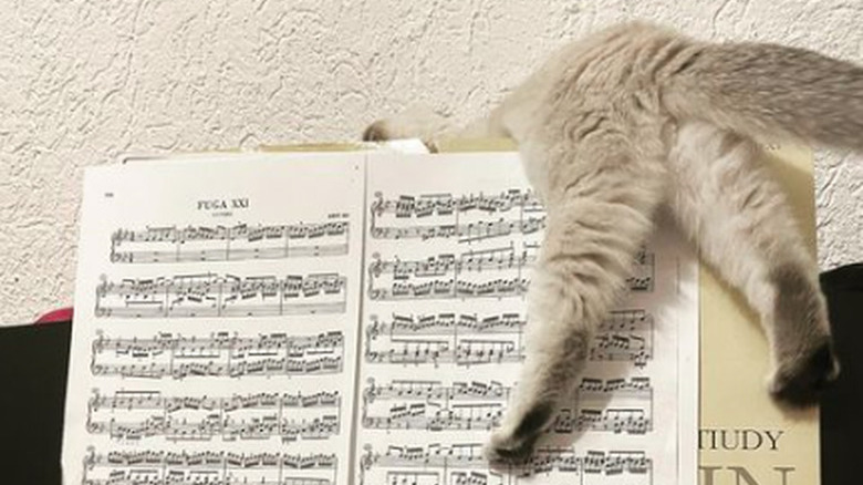 An open book of sheet music resting on a piano above the keys. A cat is draped across the sheet music so only their back legs and tail can be seen, with one paw splayed down over the book.