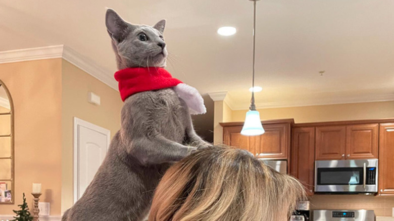 A seated woman's profile against a kitchen background, a cat wearing a bandana stands on their back paws behind the woman and rests their front paws on the back of her head.
