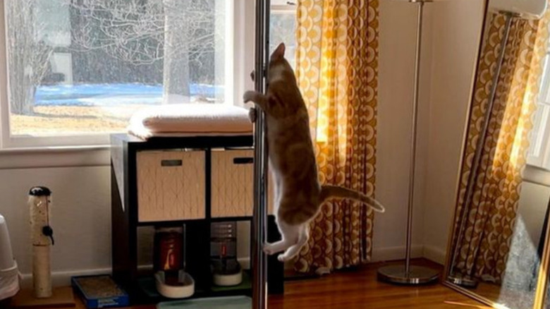 A sunny living room with hardwood floors and a dance pole installed in the center. A cat rests on the floor next to the pole, while another cat has climbed halfway up the pole.