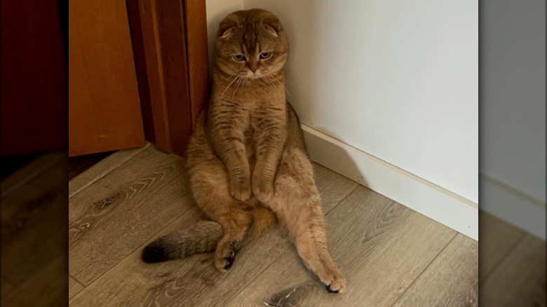 A cat slumped against a corner next to a door, sitting in a decidedly human fashion with their back resting against the wall, both back legs extended in front of it, and their front paws resting on their legs.