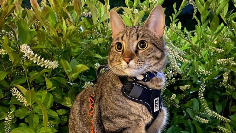A striped cat wearing a harness and leash, sitting on a concrete planter surrounded by greenery.