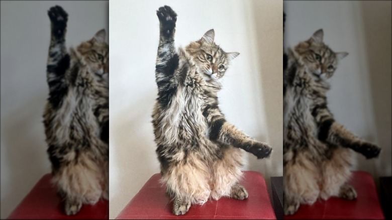 A fluffy cat resting on their back paws, with their front paws extended in either direction as though it is dancing.