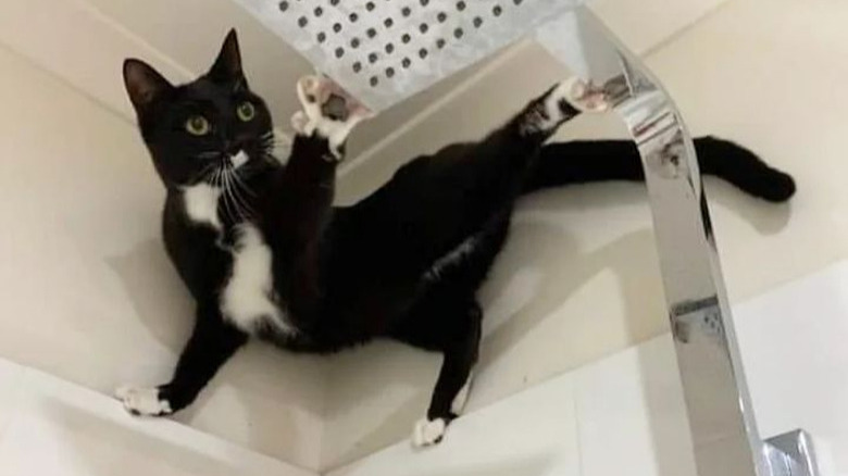 A cat is perched with two paws on the shower edge and two paws on the showerhead.