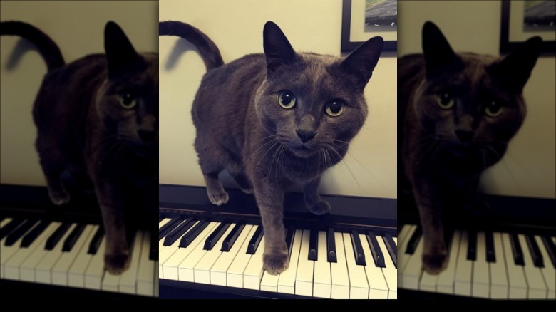 A cat sitting on a keyboard with one paw placed on the keys.