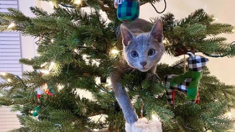 A Christmas tree decorated with string lights and ornaments. Two cats are perched in the branches of the tree and peering out.