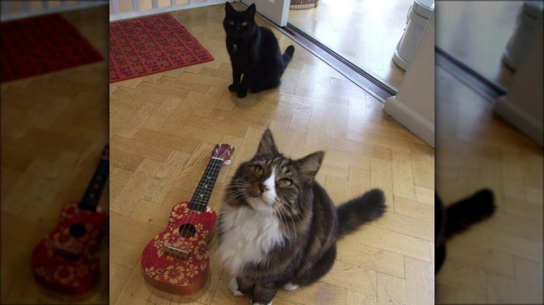 Two cats, one short-haired and one long-haired, sitting on a hardwood floor. The long-haired cat is closest to the camera, looking up. A small guitar rests to their left. The short-haired cat in the background stares straight ahead.