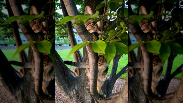 A cluster of tree branches with a striped cat in the middle, "hiding" behind the leaves.
